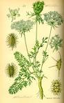 Daucus carota