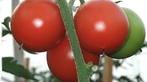 Tomates, haricots, aubergines ou poivrons... Faut-il encore attendre les Saints de glace pour planter les espèces les plus fragiles dans votre potager?