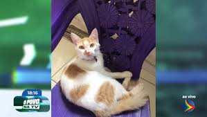 Doze gatos são encontrados mortos em 20 dias; tutora suspeita de envenenamento no Recife
