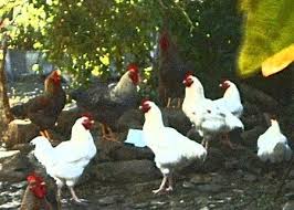 Image result for gripi i shpezeve