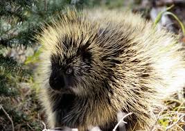 Image result for smiling porcupine