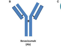 Image of Ranibizumab (Lucentis) antiVEGF antibody