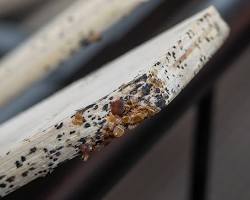 Image de bed bug hiding in wood crack high quality free image