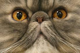 Image result for color sketch of diamond cat