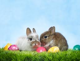 Résultat de recherche d'images pour "easter bunny"