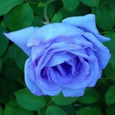 Image result for karangan bunga mawar biru