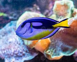 Paracanthurus