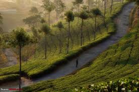 Image result for in a misty garden