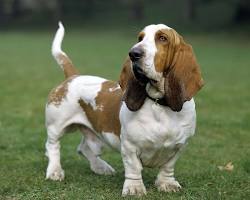 basset hounds