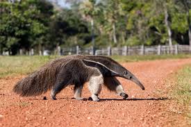 Image result for American Giant Anteater
