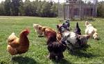 Raising BackYard Chickens, Build a Chicken Coop, Pictures of Breeds