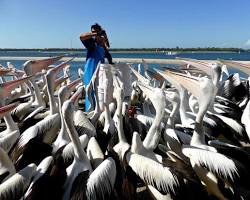 Pelican feeding show at Charis Seafood的圖片