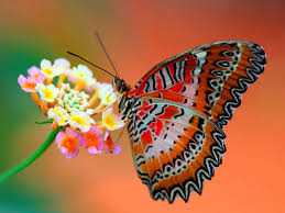 Image result for picture of butterfly