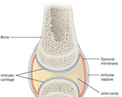 Image of Amphiarthrosis joint diagram