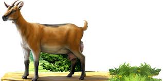 Image result for GOAT