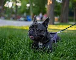 Image of French Bulldog playing in a park