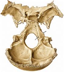 Resultado de imagen de occipital real