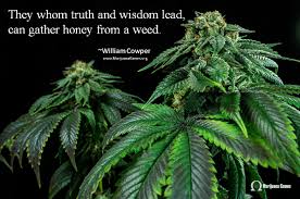 Marijuana Images, Marijuana Quotes &amp; Cannabis Infographics ... via Relatably.com