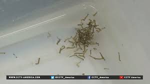 Image result for zinka