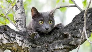 images?q=tbn:ANd9GcS_lOAdx7dtpWOmLrt-qrqelJYtHYe9Zw-cpLxplNKcwl_jvY36