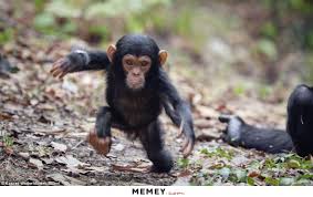 Image result for cute monkeys