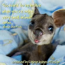 Funny Animal Picture With Inspirational Quotes. QuotesGram via Relatably.com