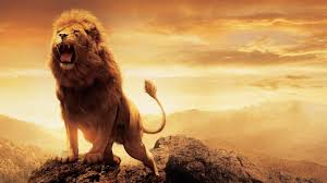 Résultats de recherche d'images pour « lion »