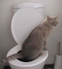 Image result for cats shiting in litter tray