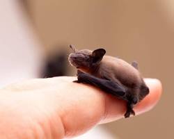 bumblebee bat
