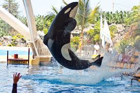 Resultado de imagen de imagenes de loro parque