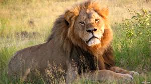 Image result for cecil lion