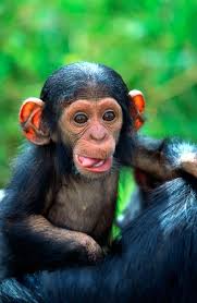 Image result for MONKEYS
