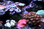 Easy Soft Corals For Your Reef Tank Marine Aquariums South Africa