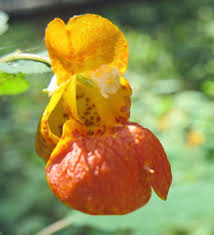 Image result for jewelweed