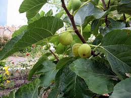 Resultado de imagem para patlican incir