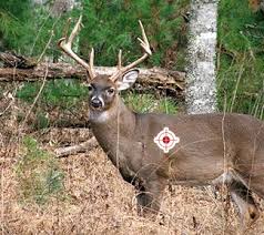 Deer Hunting Tips Images?q=tbn:ANd9GcSaRmq63JyfS_ye4ToruoGI0AEmu0KhHFOqkNtPWgN7wPIIkuht1A