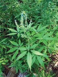 Tetradium daniellii var. hupehensis에 대한 이미지 검색결과