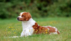 Image result for +dog