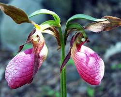 Image of Pink lady's slipper flower