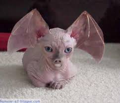 Résultat de recherche d'images pour "chauve souris humour"