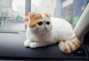 Exotic Shorthair breeds info, Temperament, kitten names, Price