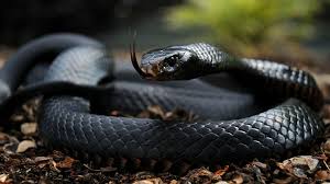 Image result for black cobra with sweet girl