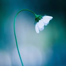 Image result for 一朵花