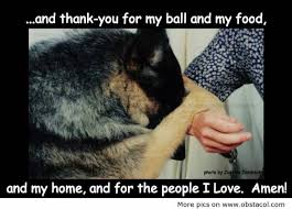 Thankful Dog Quotes. QuotesGram via Relatably.com