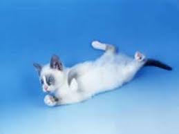 Résultat de recherche d'images pour "snowshoe cat"