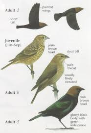 Image result for brown headed cowbird eggs