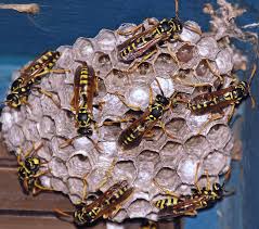 Resultado de imagem para fig wasps in florida