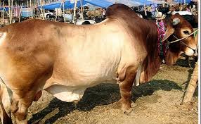 Image result for হাট বাজার নীতিমালা