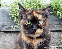 サビ猫の画像