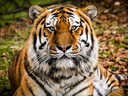 Man fatally attacked by tiger at UK wildlife park was visiting alone, police say — Sky News